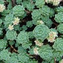 Sedum pachyclados